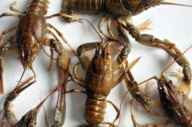 Beyaz bir arka plan üzerinde izole kerevit. 