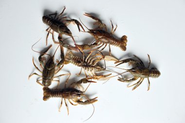 ters kerevit ve diğer birçok kapatın