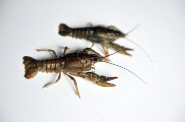 Beyaz bir arka plan üzerinde izole iki kerevit. 