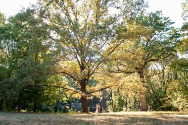 güzel çift çok büyük bir ağaç sarılma