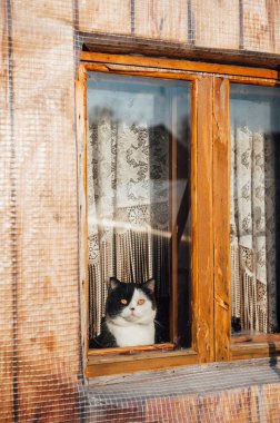 kedi oturma ve pencereden dışarı bakıp