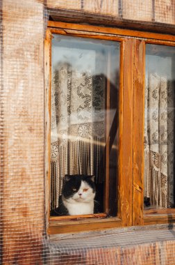 kedi oturma ve pencereden dışarı bakıp