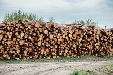 çam günlükleri küme içinde yığılmış