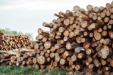 çam günlükleri küme içinde yığılmış