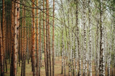 büyük karışık orman çam ve huş ağacı