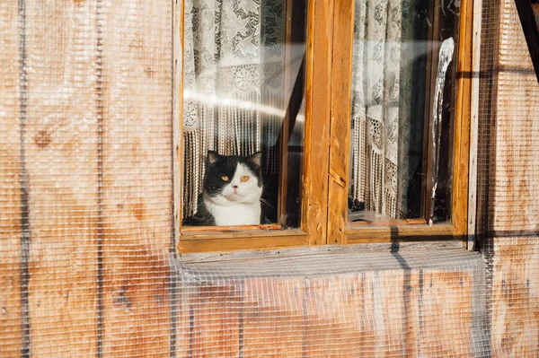 Chat assis et regardant par la fenêtre — Photo