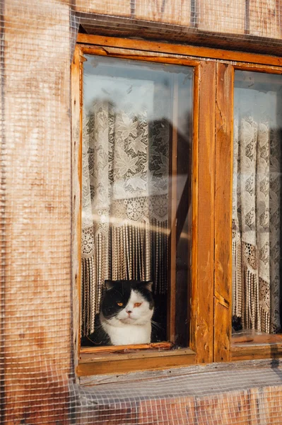 kedi oturma ve pencereden dışarı bakıp