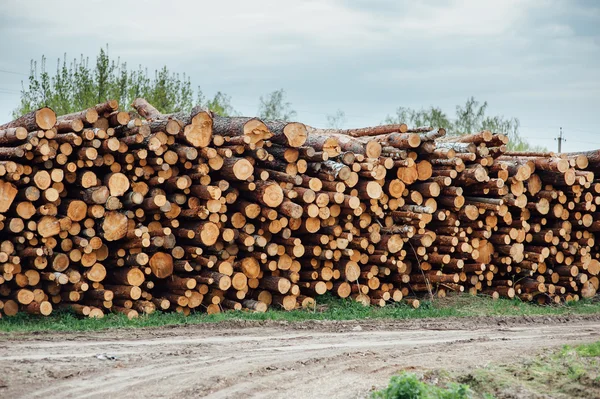çam günlükleri küme içinde yığılmış