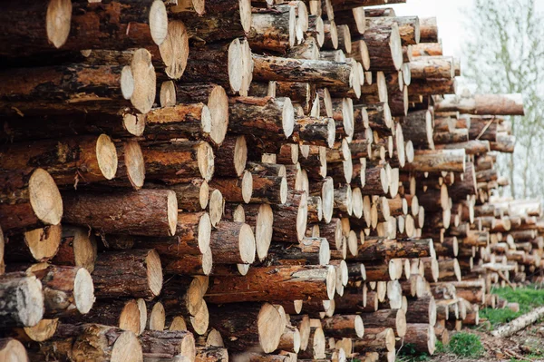 Tronchi di pino impilati in una pila — Foto Stock