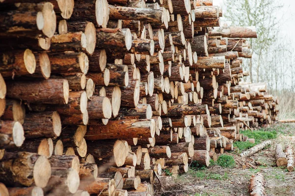 Troncos de pino apilados en una pila — Foto de Stock