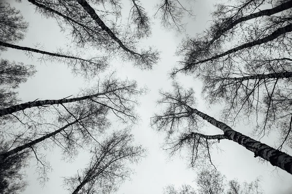 Detaylı ağaçların dalları üzerinde sky 