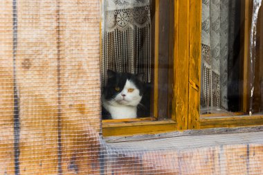 kedi oturma ve pencereden dışarı bakıp
