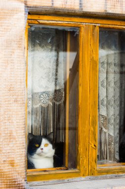 kedi oturma ve pencereden dışarı bakıp