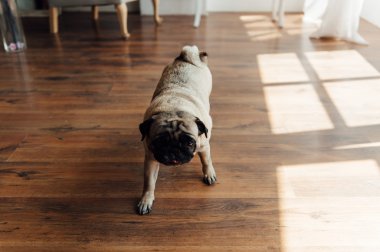 Kameraya bakarak bir ahşap zemin üzerinde pug .