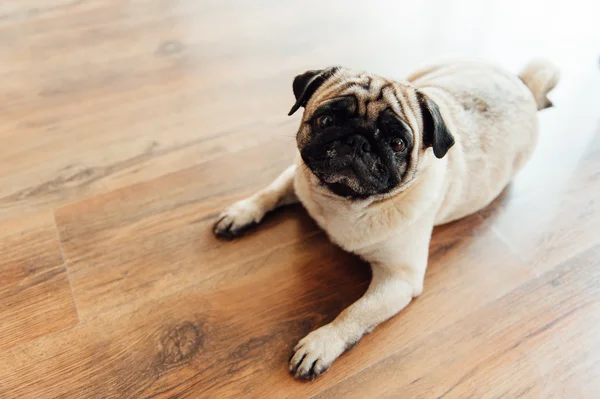Kameraya bakarak bir ahşap zemin üzerinde pug .