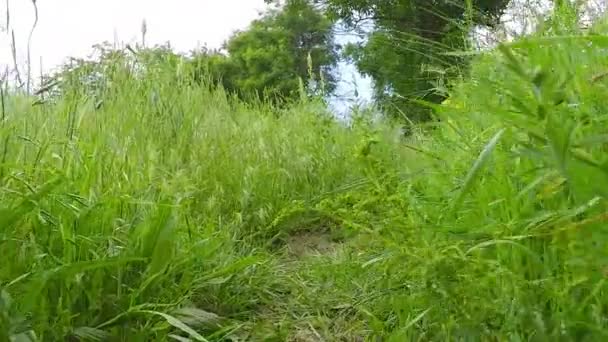 Onderaanzicht van wandelen in het groene gras — Stockvideo