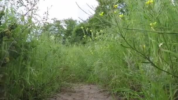 Onderaanzicht van wandelen in het groene gras — Stockvideo