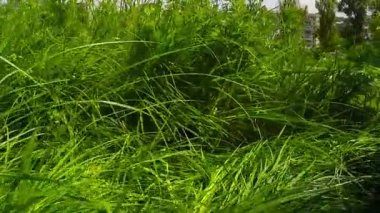 Yeşil çim yürüme alttan görünüm