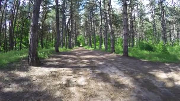 Val Trail lopen door pijnbomen — Stockvideo