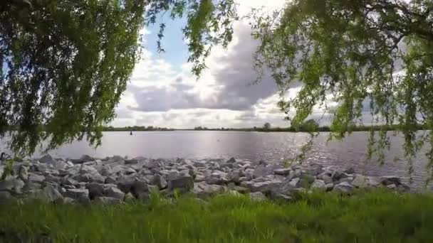 Gammal willow ovanför floden med en rocks — Stockvideo