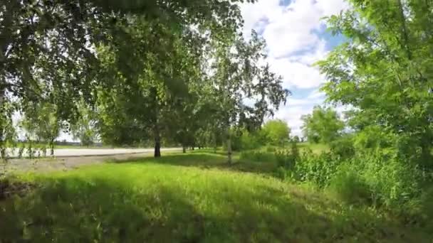 Wind has bent green branches of birch on background of clouds — Stock Video