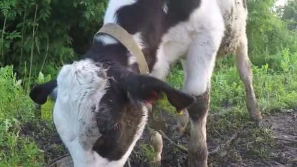 Young calf drinking dirty water from a bucket — Stock Video