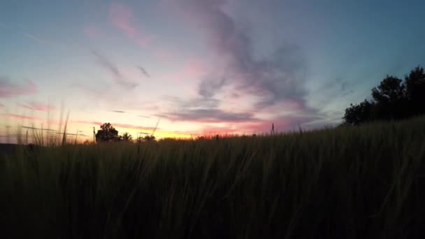 Espiguillas de maduración del campo de trigo al atardecer — Vídeos de Stock