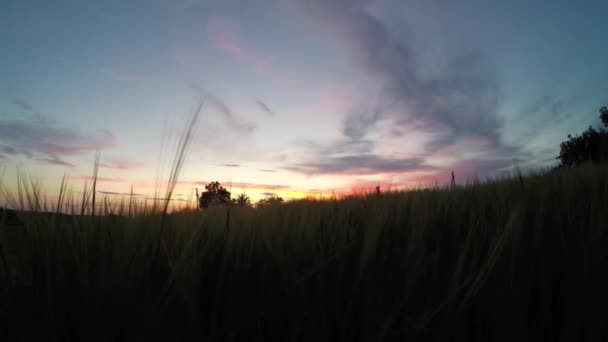 Reifung der Ähren des Weizenfeldes bei Sonnenuntergang — Stockvideo