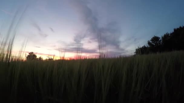 夕暮れ時の麦畑の穂の登 — ストック動画