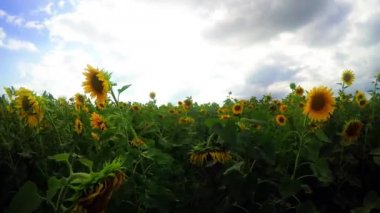 bir arka plan bulutlu gökyüzü üzerinde ayçiçeği çiçeklenme