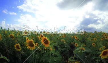 bir arka plan bulutlu gökyüzü üzerinde ayçiçeği çiçeklenme