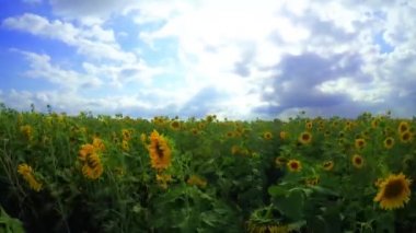 bir arka plan bulutlu gökyüzü üzerinde ayçiçeği çiçeklenme