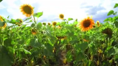 bir arka plan bulutlu gökyüzü üzerinde ayçiçeği çiçeklenme