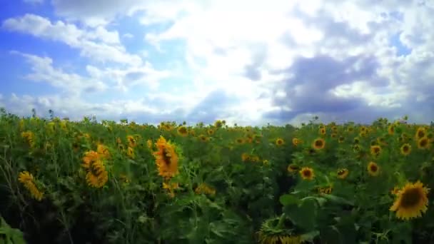 Girasoles florecientes sobre un fondo cielo nublado — Vídeo de stock