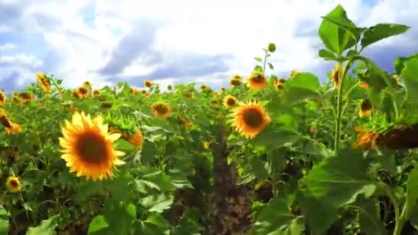 Girasoles florecientes sobre un fondo cielo nublado — Vídeos de Stock