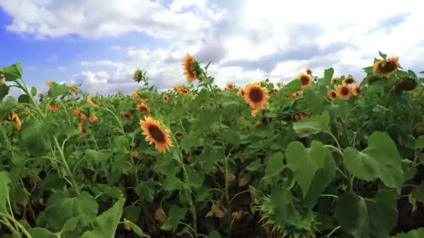 Bloeiende zonnebloemen op een bewolkte hemel achtergrond — Stockvideo