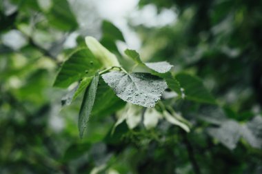 Su damlaları ile güzel yeşil yaprak dokusu