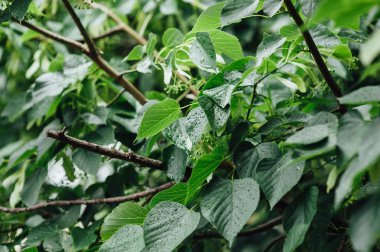 Su damlaları ile güzel yeşil yaprak dokusu
