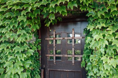 yaprak döken orman çalılıkları duvardaki evde