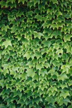 Renkli sarmaşık yaprakları yaz, arka plan