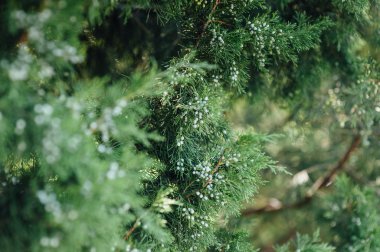 Bir çam dalı görünümünü kapat
