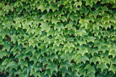 Renkli sarmaşık yaprakları yaz, arka plan