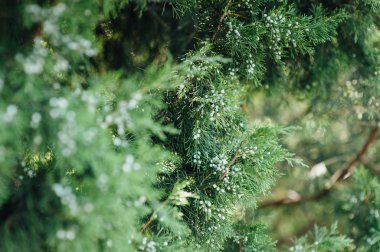 Bir çam dalı görünümünü kapat