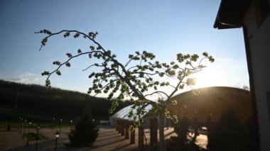 Gökdelenler, gökdelenler, yüksek binalar ve arka planda bulunan ağaç dalları boyunca güneş ışığı alıyor.