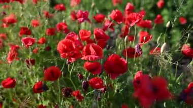 Yazın ortasında İngiliz kırsalındaki yeşil bir tarlada güzel gelincikler.