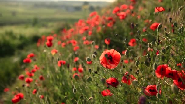 Prachtige klaprozen op de groene oever van een glooiend veld op het Engelse platteland in de zomer — Stockvideo