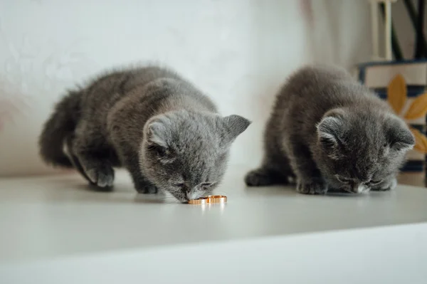 Scottish Fold Cat avec des alliances. Accessoires de mariage, Anneau — Photo