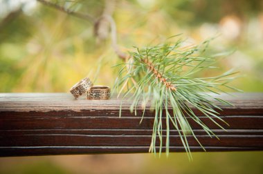 Alyans ahşap tahta üzerinde iğne çam fidanı