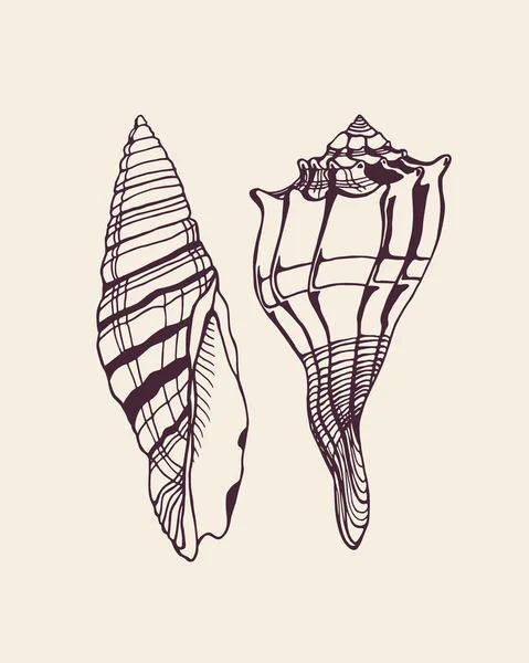 Conchas desenhadas à mão —  Vetores de Stock