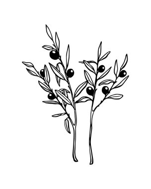 Zeytin dalı illüstrasyon